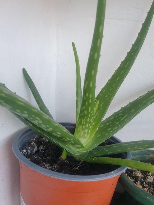Vind aloe Vera medicinală