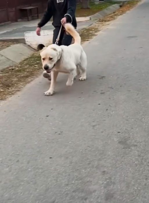 Vând mascul asia centrala