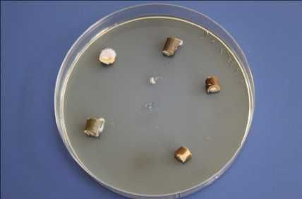 Средство защиты растений и урожая Комплекс FİTOR-PHOSFULL, РАСПРОДАЖА!