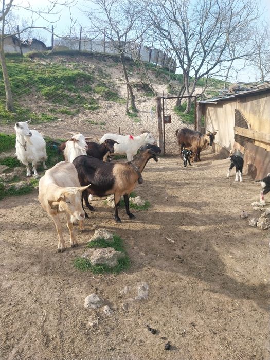 Млади млечни кози