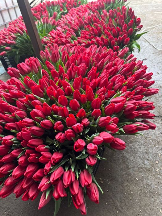 Тюльпаны пионовидные