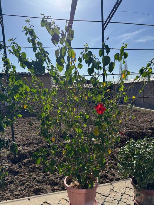 продаются цветы для огорода