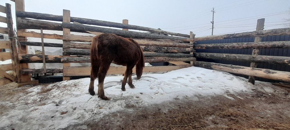 Продам жеребенка