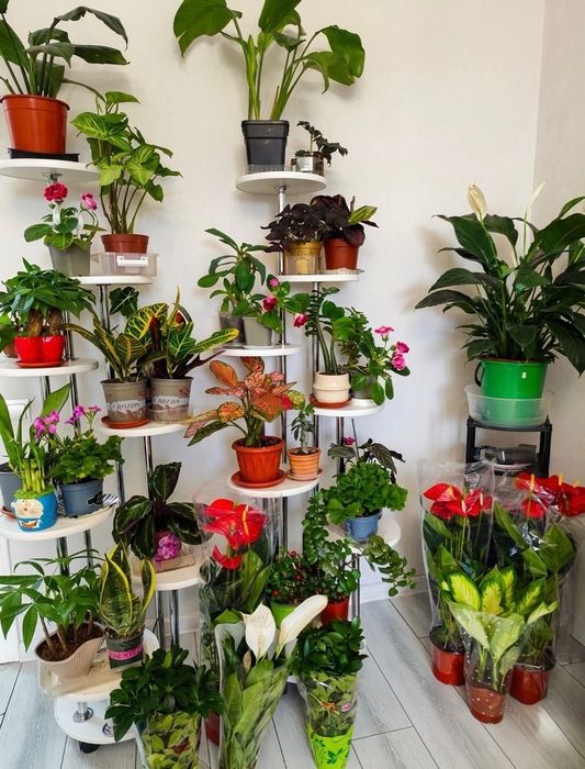 Гүл, Цветы Алматы, комнатные растения недорого