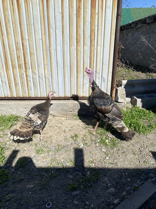 Продам жирные индюки