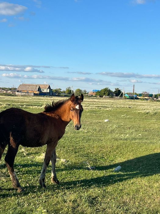 Продам кобылку с жеребёнка