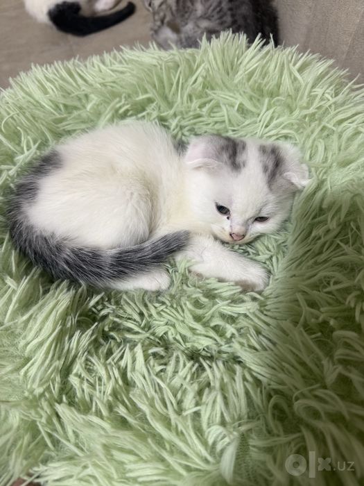 Скотш фолд мушукчалар сотилади