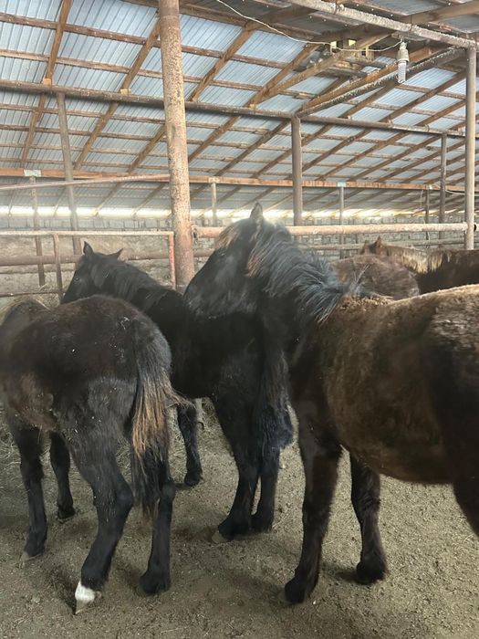 Продаются годовалые кобылки