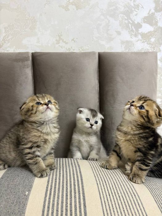 Котята  вислоухие шотландские