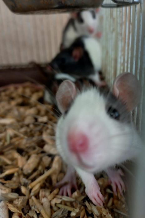 Крысята декоративные домашние