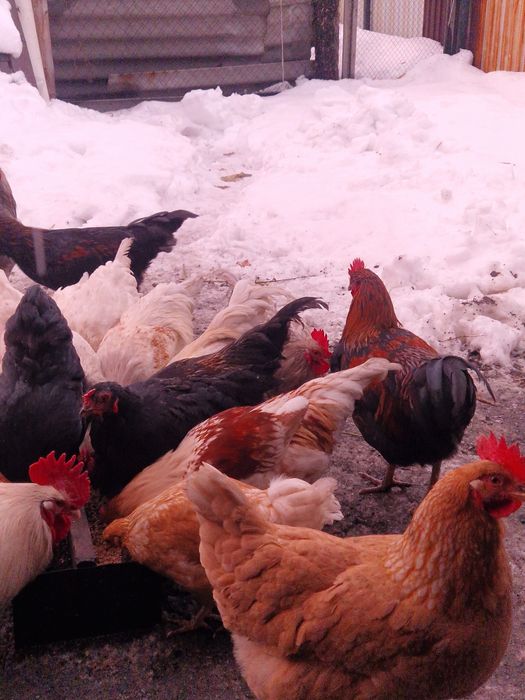 Продам петухов молодняк