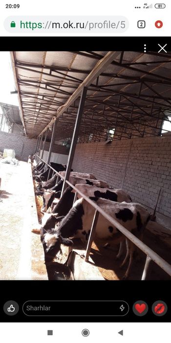 70 sotihli hovli va mini ferma.Havosi toza.Manzarali joylar.