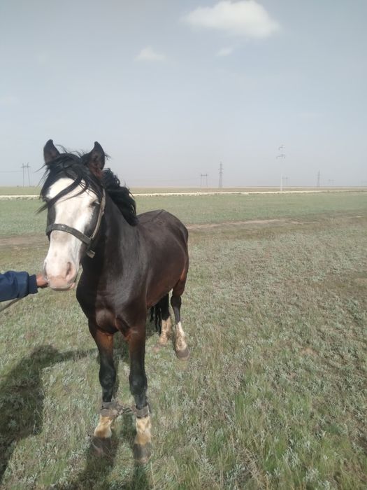 Продается жеребец