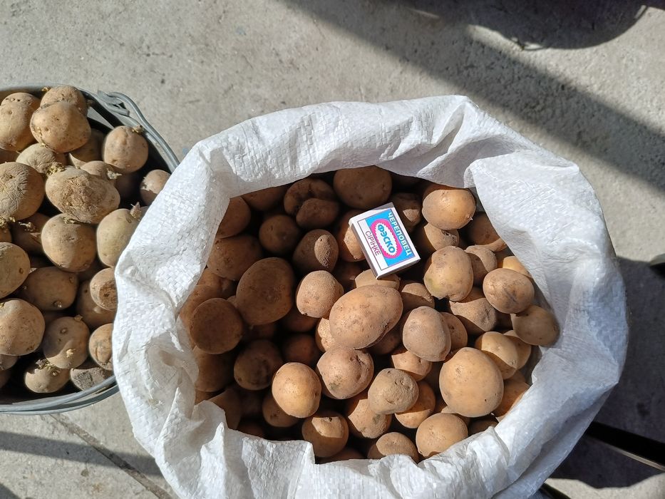 Продам семенной картофель
