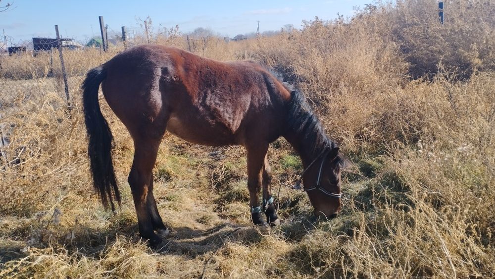 Продам Лошадь...