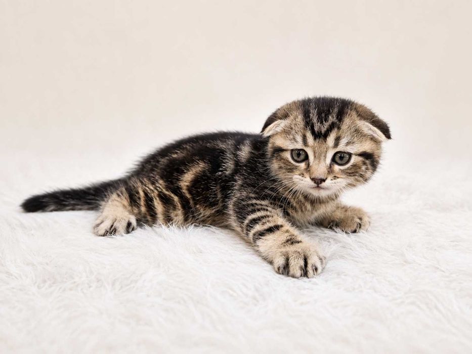 Шотландские вислоухие котята (Scottish Fold)