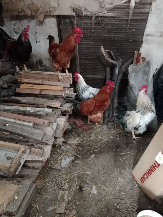 Продам петухов домашних