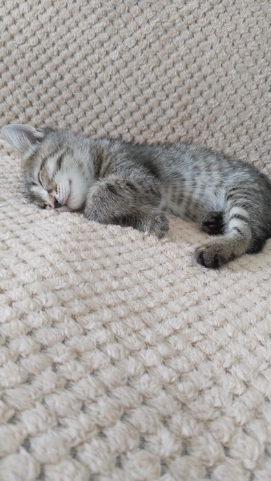 Котенок девочка в добрые руки