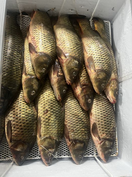 Свежая рыба и морепродыкты оптом и в розницу