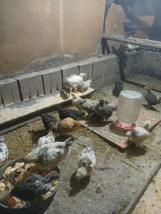 Продам цыплят домашные