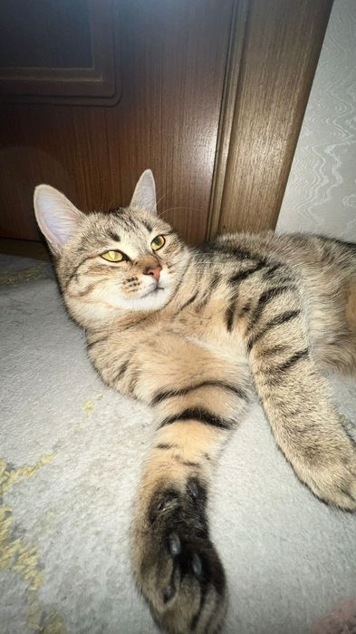 Отдам кота в добрые руки