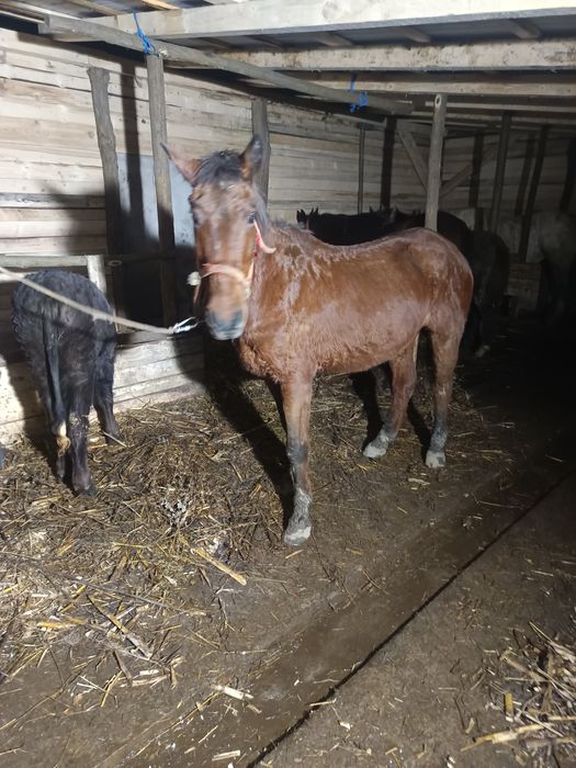 Vând sau schimb cal bun de ham