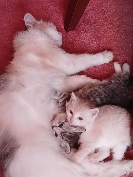 Котята в хорошме руки
