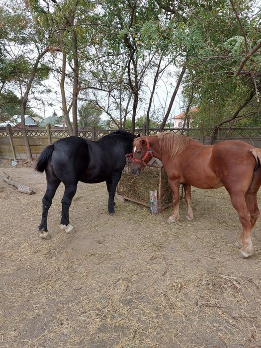 Iapa de 3 ani.,foarte frumoasa.