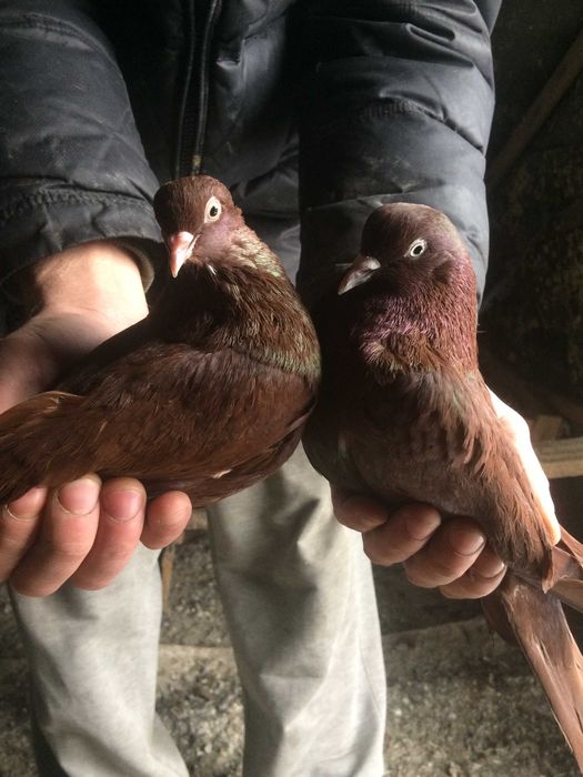 голуби голуби  ...