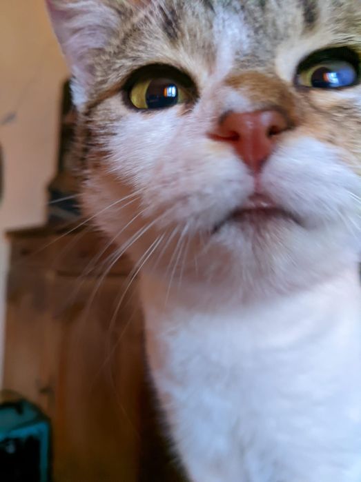 Se caută locație stabilă cu curte si liniște pentru niște suflețele