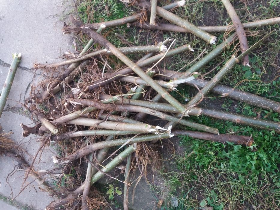 REDUCERE  Butasi paulownia