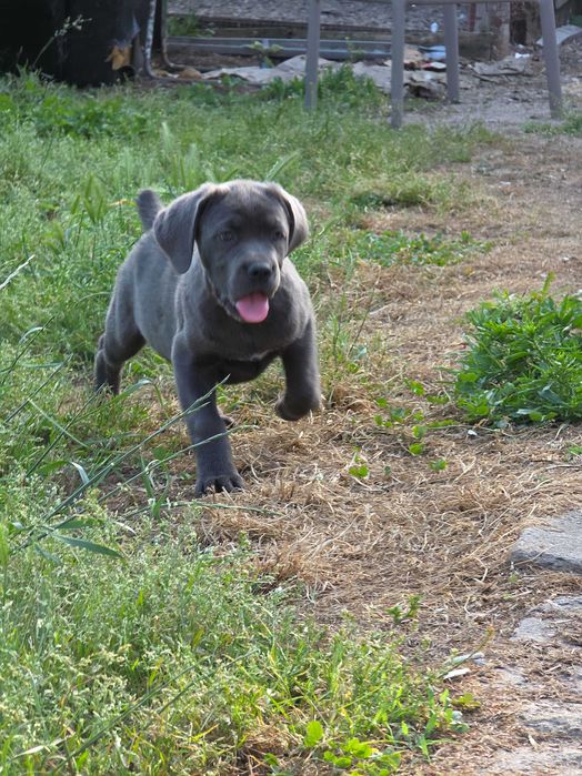 Кане корсо,Cane corso