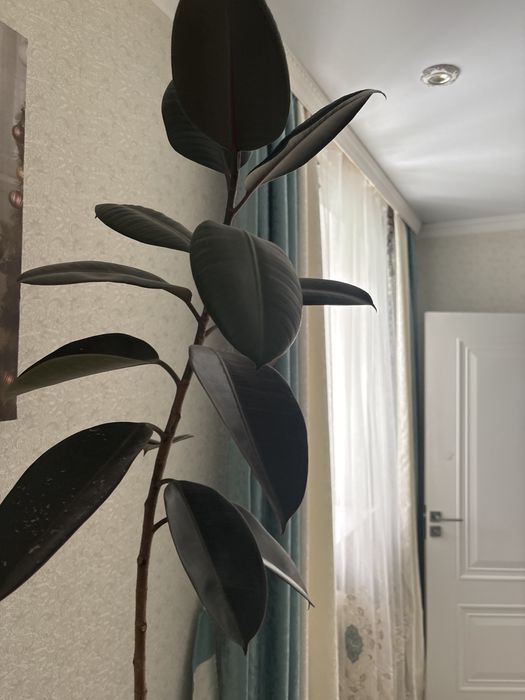 Фикус метровый (Бенджамин)