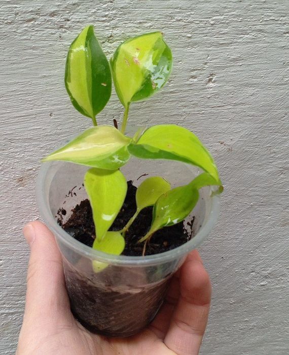 Филодендрон Бразил. Цветы для дома и офиса