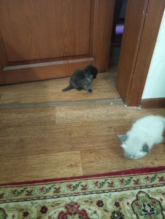 Котята  Крысоловы