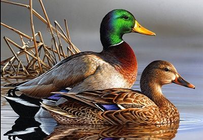 Кряква декий утка