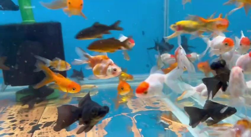 Аквариумные рыбки.