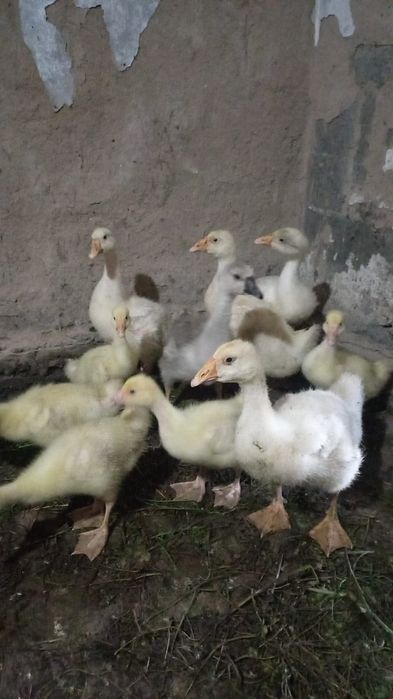 Утки, Гуси срочно продам