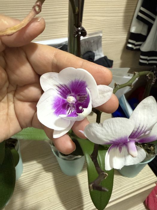 Орхидеи  отцветают, орхидея