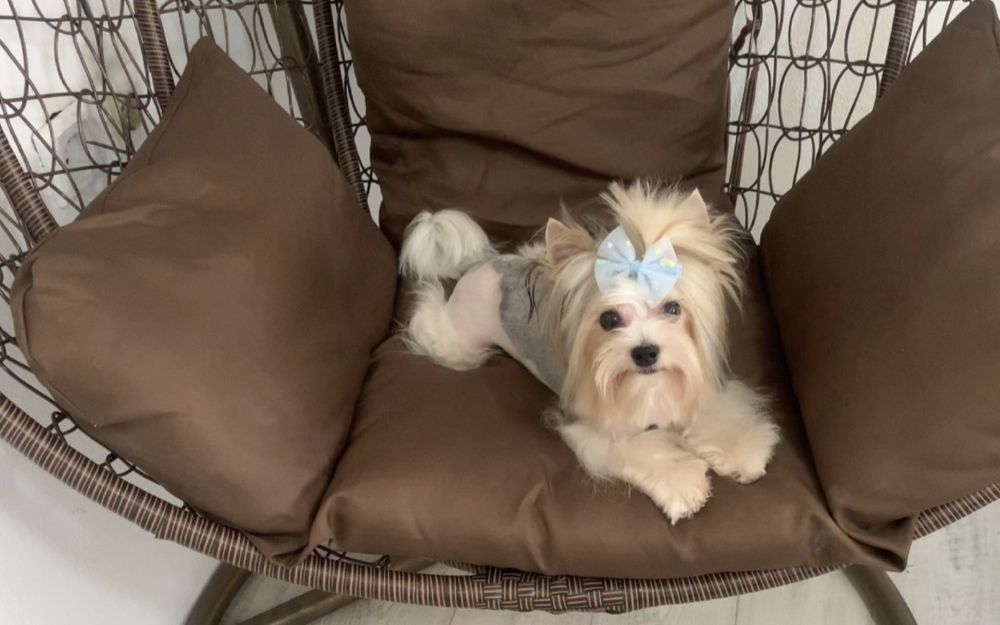 Бивер териер ,йоркширски териер ,йорки