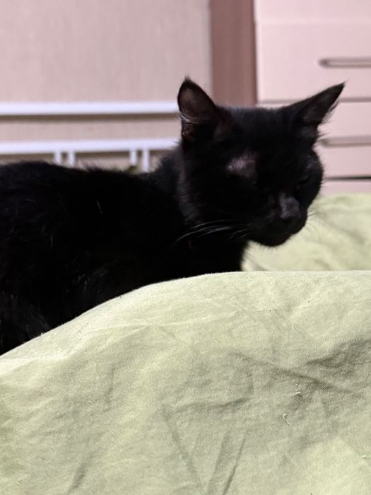 Отдаю кошку в добрые руки