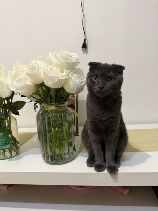 Котенок британец вислоухий продам