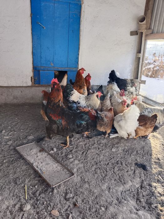 Продам петушков Брама