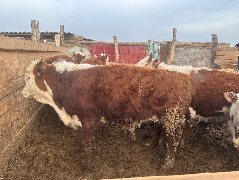 Откормде тұрған бұқалар сатылады