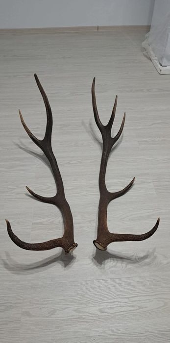 Vând o pereche de coarne