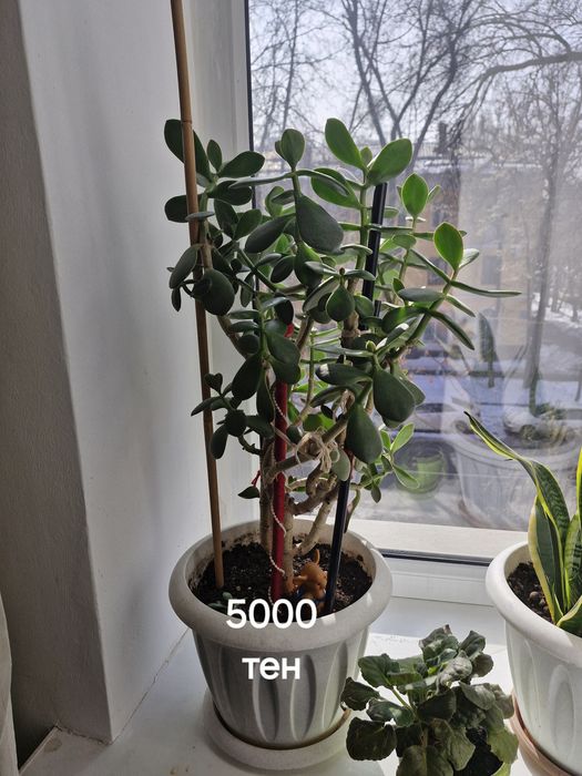 Комнатные цветы.