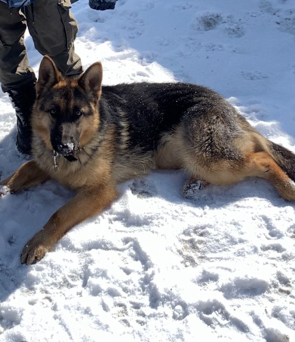 Немецкая овчарка