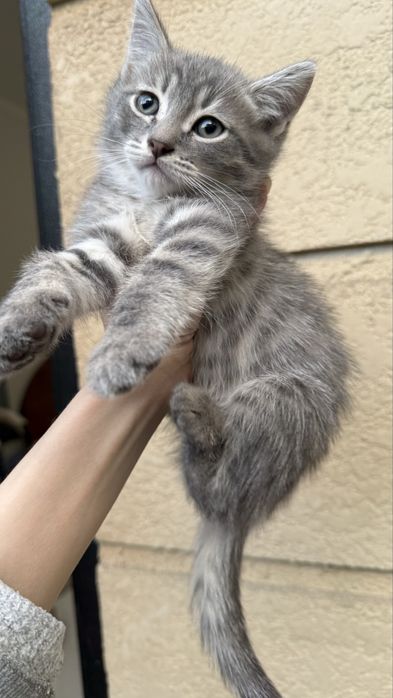 Котенок в добрые руки