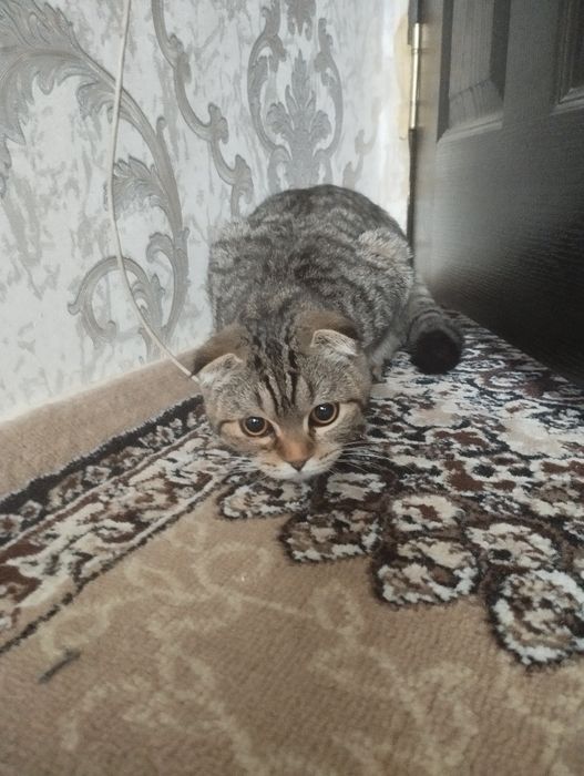 Mushuk sotiladi 600 ming