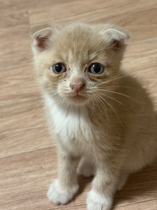 Котята в хорошие руки